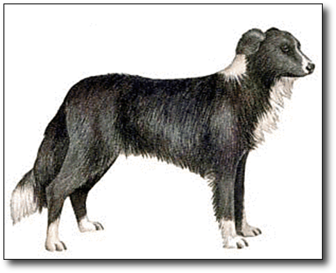 Border Collie