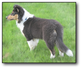 collie pup