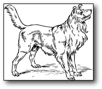 collie